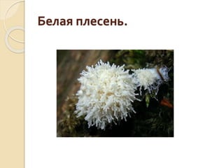 Белая плесень.
 