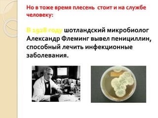Но в тоже время плесень стоит и на службе
человеку:
В 1928 году шотландский микробиолог
Александр Флеминг вывел пенициллин,
способный лечить инфекционные
заболевания.
 