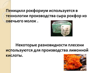 Пеницилл рокфориум используется в
технологии производства сыра рокфор из
овечьего молок .
Некоторые разновидности плесени
используются для производства лимонной
кислоты.
 