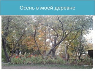 Осень в моей деревне
 