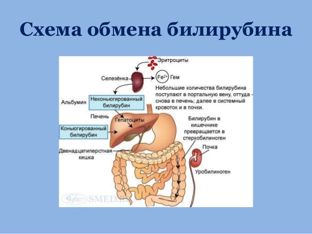 обмен билирубина схема