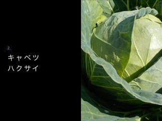 キ ャ ベ ツ
ハ ク サイ
2 .
 