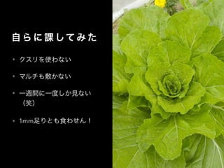 自 ら に 課 して み た
• クスリを使わない
• マルチも敷かない
• 一週間に一度しか見ない
（笑）
• 1mm足りとも食わせん！
 