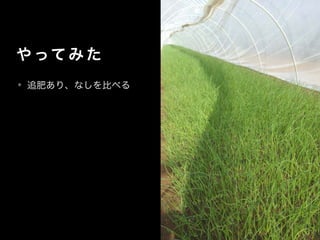 や って み た
• 追肥あり、なしを比べる
 
