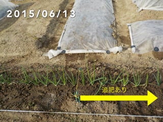 追肥あり
2 0 1 5 / 0 6 / 1 3
 