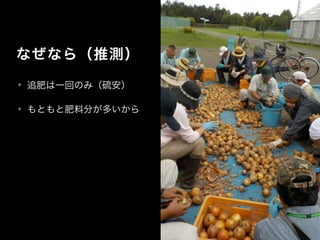 なぜなら（推測）
• 追肥は一回のみ（硫安）
• もともと肥料分が多いから
 