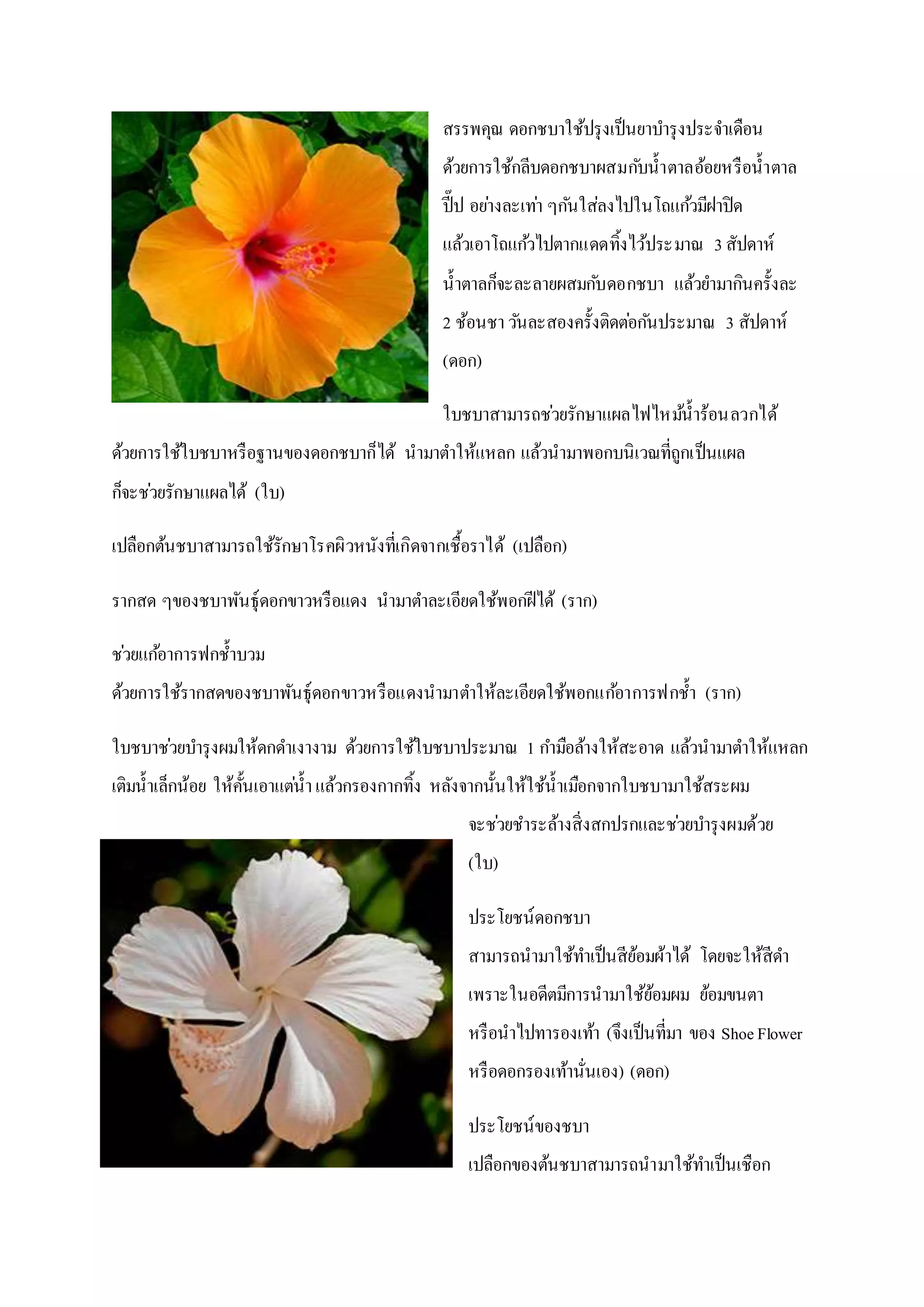 สรรพคุณ ดอกชบาใช้ปรุงเป็นยาบารุงประจาเดือน
ด้วยการใช้กลีบดอกชบาผสมกับน้าตาลอ้อยหรือน้าตาล
ปี๊ป อย่างละเท่า ๆกันใส่ลงไปในโถแก้วมีฝาปิด
แล้วเอาโถแก้วไปตากแดดทิ้งไว้ประมาณ 3สัปดาห์
น้าตาลก็จะละลายผสมกับดอกชบา แล้วยามากินครั้งละ
2 ช้อนชาวันละสองครั้งติดต่อกันประมาณ 3 สัปดาห์
(ดอก)
ใบชบาสามารถช่วยรักษาแผลไฟไหม้น้าร้อนลวกได้
ด้วยการใช้ใบชบาหรือฐานของดอกชบาก็ได้ นามาตาให้แหลก แล้วนามาพอกบนิเวณที่ถูกเป็นแผล
ก็จะช่วยรักษาแผลได้ (ใบ)
เปลือกต้นชบาสามารถใช้รักษาโรคผิวหนังที่เกิดจากเชื้อราได้ (เปลือก)
รากสด ๆของชบาพันธุ์ดอกขาวหรือแดง นามาตาละเอียดใช้พอกฝีได้ (ราก)
ช่วยแก้อาการฟกช้าบวม
ด้วยการใช้รากสดของชบาพันธุ์ดอกขาวหรือแดงนามาตาให้ละเอียดใช้พอกแก้อาการฟกช้า (ราก)
ใบชบาช่วยบารุงผมให้ดกดาเงางาม ด้วยการใช้ใบชบาประมาณ 1 กามือล้างให้สะอาด แล้วนามาตาให้แหลก
เติมน้าเล็กน้อย ให้คั้นเอาแต่น้าแล้วกรองกากทิ้ง หลังจากนั้นให้ใช้น้าเมือกจากใบชบามาใช้สระผม
จะช่วยชาระล้างสิ่งสกปรกและช่วยบารุงผมด้วย
(ใบ)
ประโยชน์ดอกชบา
สามารถนามาใช้ทาเป็นสีย้อมผ้าได้ โดยจะให้สีดา
เพราะในอดีตมีการนามาใช้ย้อมผม ย้อมขนตา
หรือนาไปทารองเท้า (จึงเป็นที่มา ของ ShoeFlower
หรือดอกรองเท้านั่นเอง) (ดอก)
ประโยชน์ของชบา
เปลือกของต้นชบาสามารถนามาใช้ทาเป็นเชือก
 