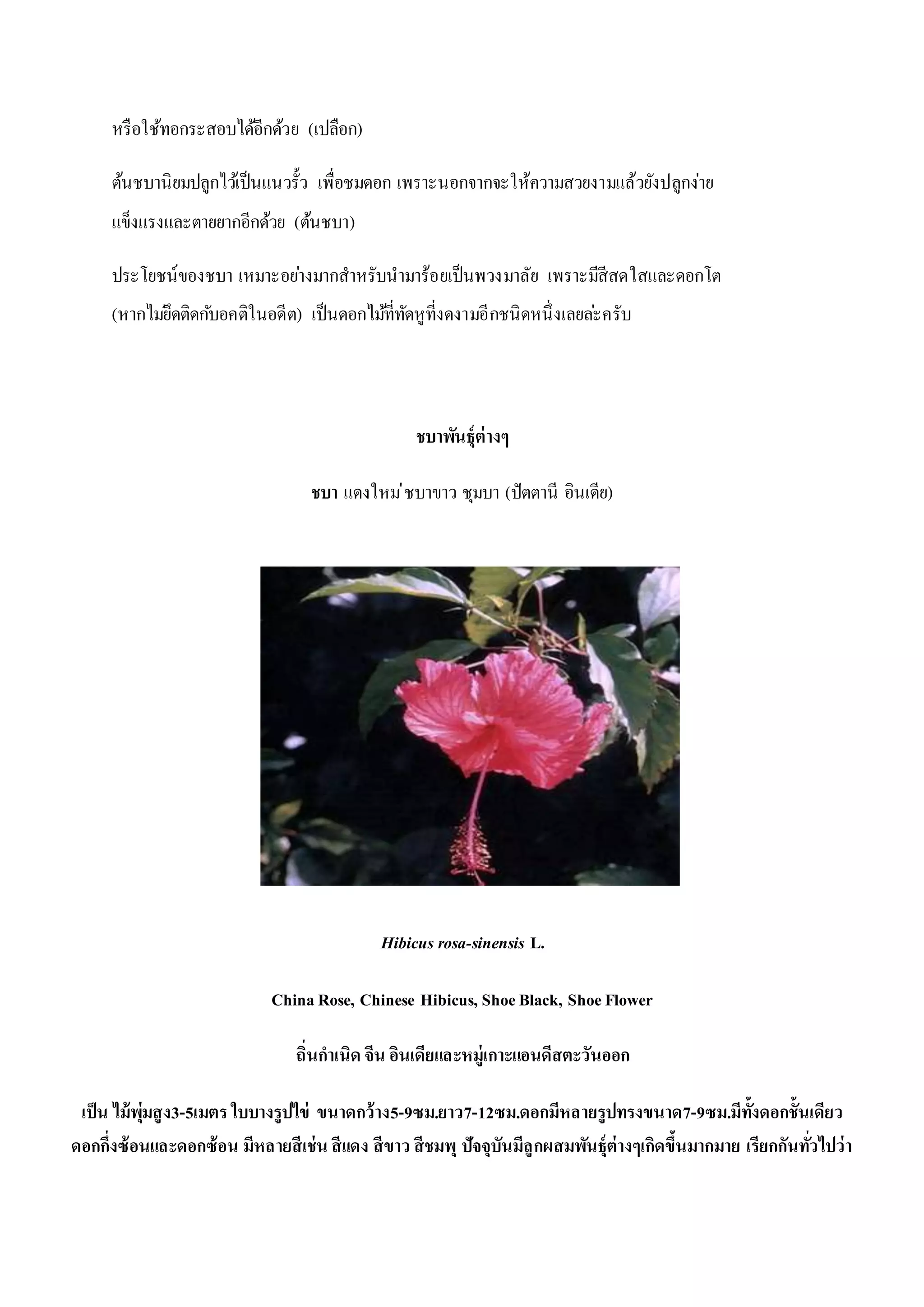 หรือใช้ทอกระสอบได้อีกด้วย (เปลือก)
ต้นชบานิยมปลูกไว้เป็นแนวรั้ว เพื่อชมดอก เพราะนอกจากจะให้ความสวยงามแล้วยังปลูกง่าย
แข็งแรงและตายยากอีกด้วย (ต้นชบา)
ประโยชน์ของชบา เหมาะอย่างมากสาหรับนามาร้อยเป็นพวงมาลัย เพราะมีสีสดใสและดอกโต
(หากไม่ยึดติดกับอคติในอดีต) เป็นดอกไม้ที่ทัดหูที่งดงามอีกชนิดหนึ่งเลยล่ะครับ
ชบาพันธุ์ต่างๆ
ชบา แดงใหม่ชบาขาว ชุมบา (ปัตตานี อินเดีย)
Hibicus rosa-sinensis L.
ChinaRose, Chinese Hibicus, ShoeBlack, ShoeFlower
ถิ่นกาเนิด จีน อินเดียและหมู่เกาะแอนดีสตะวันออก
เป็น ไม้พุ่มสูง3-5เมตร ใบบางรูปไข่ ขนาดกว้าง5-9ซม.ยาว7-12ซม.ดอกมีหลายรูปทรงขนาด7-9ซม.มีทั้งดอกชั้นเดียว
ดอกกึ่งซ้อนและดอกซ้อน มีหลายสีเช่น สีแดง สีขาว สีชมพุ ปัจจุบันมีลูกผสมพันธุ์ต่างๆเกิดขึ้นมากมาย เรียกกันทั่วไปว่า
 