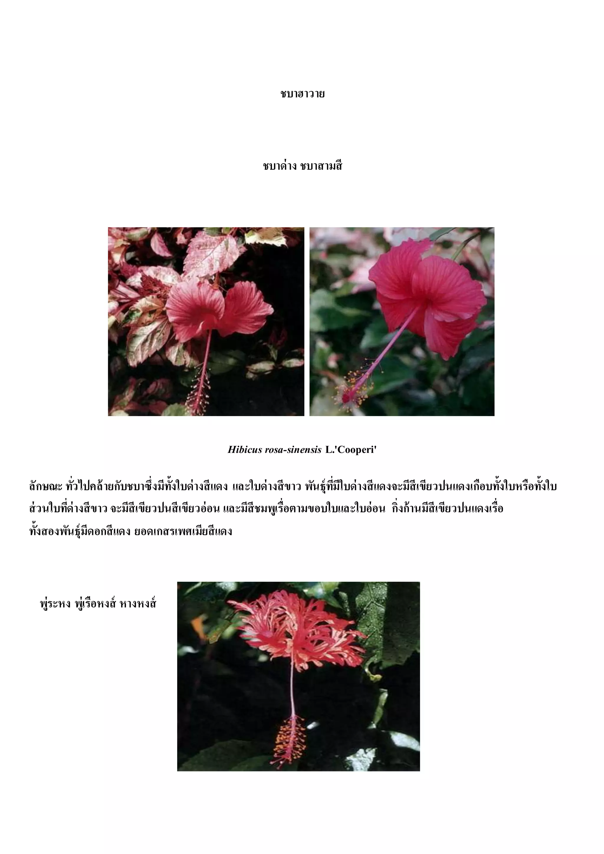 ชบาฮาวาย
ชบาด่าง ชบาสามสี
Hibicus rosa-sinensis L.'Cooperi'
ลักษณะ ทั่วไปคล้ายกับชบาซึ่งมีทั้งใบด่างสีแดง และใบด่างสีขาว พันธุ์ที่มีใบด่างสีแดงจะมีสีเขียวปนแดงเกือบทั้งใบหรือทั้งใบ
ส่วนใบที่ด่างสีขาว จะมีสีเขียวปนสีเขียวอ่อน และมีสีชมพูเรื่อตามขอบใบและใบอ่อน กิ่งก้านมีสีเขียวปนแดงเรื่อ
ทั้งสองพันธุ์มีดอกสีแดง ยอดเกสรเพศเมียสีแดง
พู่ระหง พู่เรือหงส์ หางหงส์
 