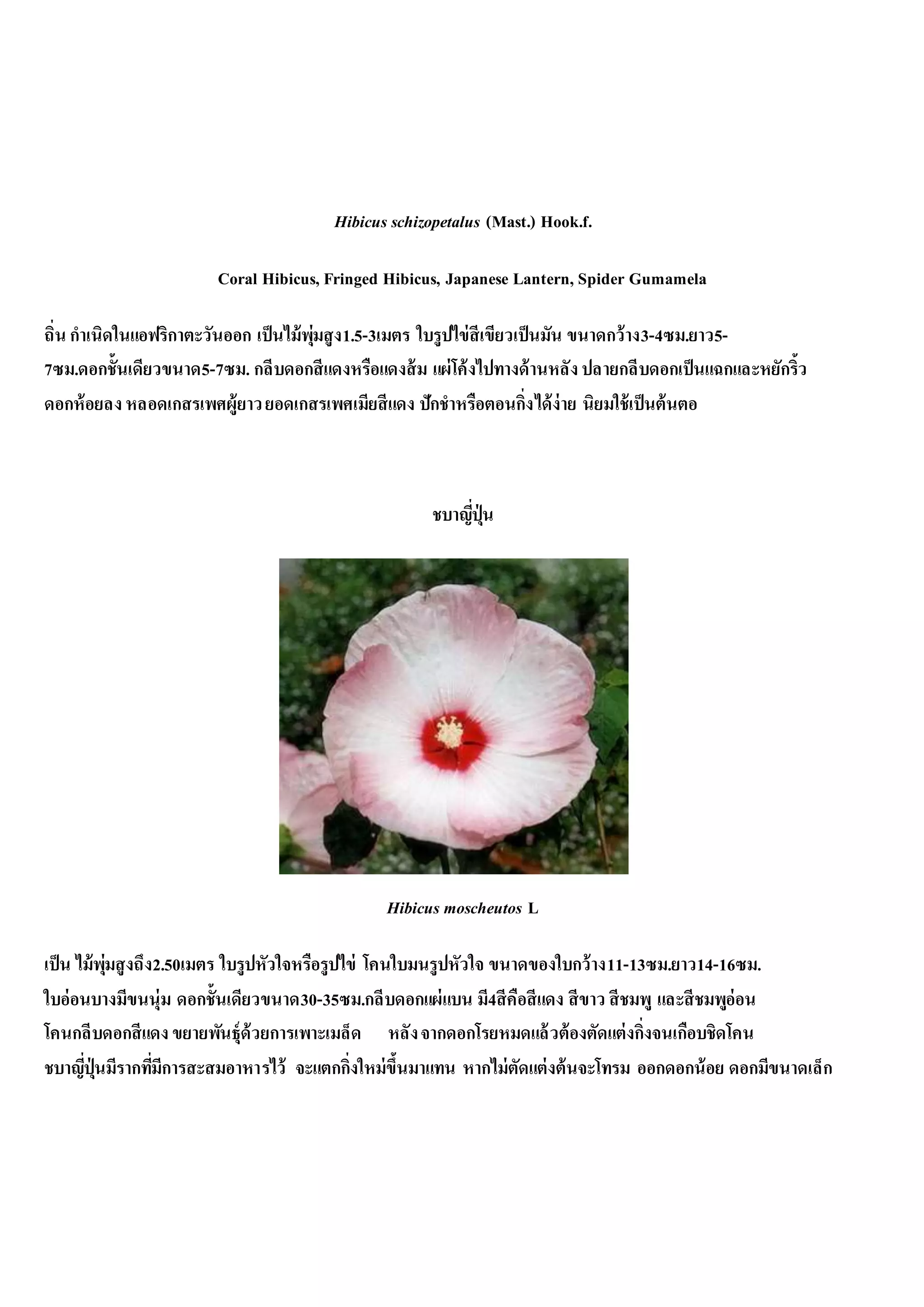 Hibicus schizopetalus (Mast.) Hook.f.
Coral Hibicus, Fringed Hibicus, Japanese Lantern, Spider Gumamela
ถิ่น กาเนิดในแอฟริกาตะวันออก เป็นไม้พุ่มสูง1.5-3เมตร ใบรูปไข่สีเขียวเป็นมัน ขนาดกว้าง3-4ซม.ยาว5-
7ซม.ดอกชั้นเดียวขนาด5-7ซม. กลีบดอกสีแดงหรือแดงส้ม แผ่โค้งไปทางด้านหลัง ปลายกลีบดอกเป็นแฉกและหยักริ้ว
ดอกห้อยลง หลอดเกสรเพศผู้ยาวยอดเกสรเพศเมียสีแดง ปักชาหรือตอนกิ่งได้ง่าย นิยมใช้เป็นต้นตอ
ชบาญี่ปุ่น
Hibicus moscheutos L
เป็น ไม้พุ่มสูงถึง2.50เมตร ใบรูปหัวใจหรือรูปไข่ โคนใบมนรูปหัวใจ ขนาดของใบกว้าง11-13ซม.ยาว14-16ซม.
ใบอ่อนบางมีขนนุ่ม ดอกชั้นเดียวขนาด30-35ซม.กลีบดอกแผ่แบน มี4สีคือสีแดง สีขาว สีชมพู และสีชมพูอ่อน
โคนกลีบดอกสีแดง ขยายพันธุ์ด้วยการเพาะเมล็ด หลังจากดอกโรยหมดแล้วต้องตัดแต่งกิ่งจนเกือบชิดโคน
ชบาญี่ปุ่นมีรากที่มีการสะสมอาหารไว้ จะแตกกิ่งใหม่ขึ้นมาแทน หากไม่ตัดแต่งต้นจะโทรม ออกดอกน้อย ดอกมีขนาดเล็ก
 