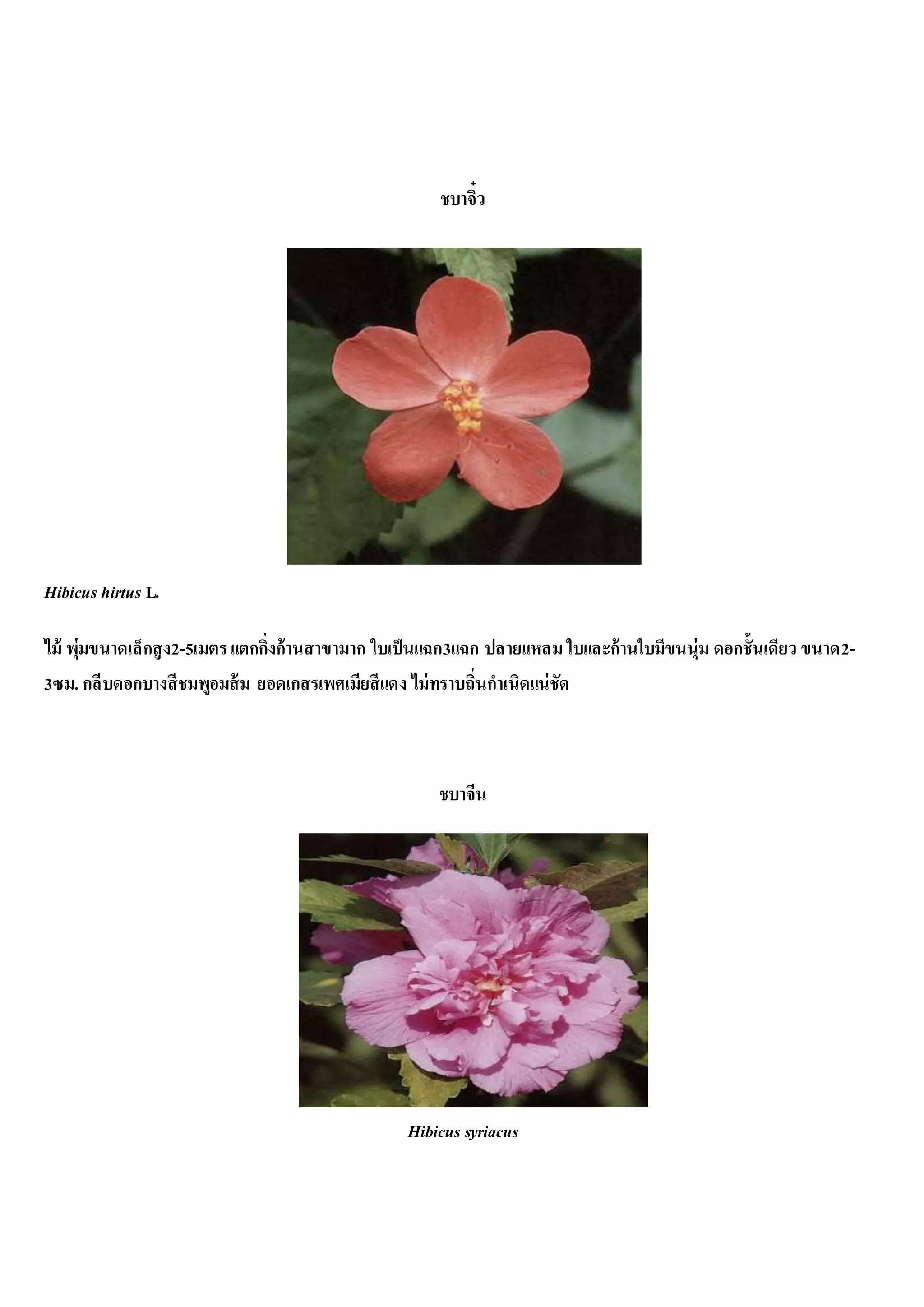 ชบาจิ๋ว
Hibicus hirtus L.
ไม้ พุ่มขนาดเล็กสูง2-5เมตรแตกกิ่งก้านสาขามาก ใบเป็นแฉก3แฉก ปลายแหลม ใบและก้านใบมีขนนุ่ม ดอกชั้นเดียว ขนาด2-
3ซม. กลีบดอกบางสีชมพูอมส้ม ยอดเกสรเพศเมียสีแดง ไม่ทราบถิ่นกาเนิดแน่ชัด
ชบาจีน
Hibicus syriacus
 
