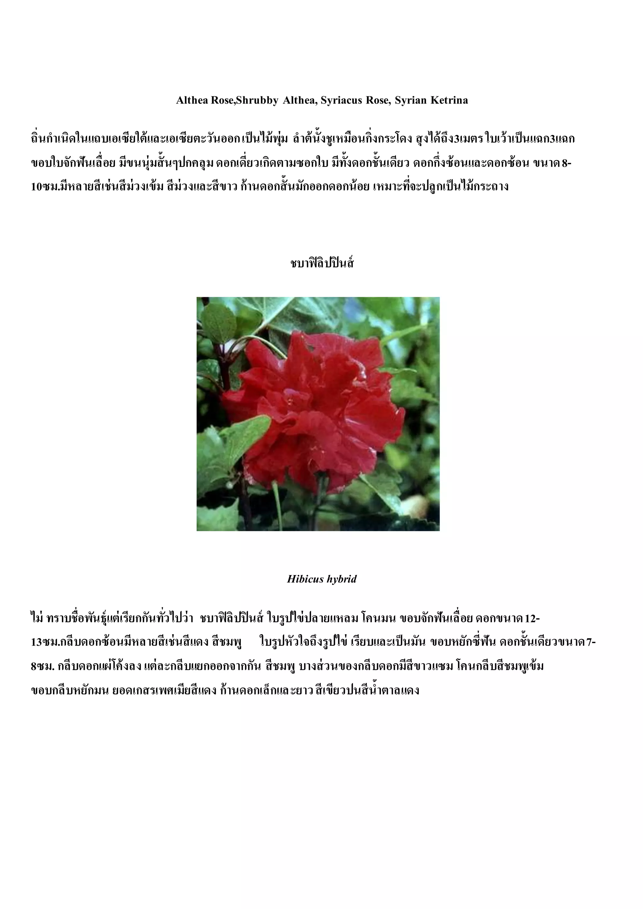 AltheaRose,Shrubby Althea, Syriacus Rose, Syrian Ketrina
ถิ่นกาเนิดในแถบเอเซียใต้และเอเซียตะวันออกเป็นไม้พุ่ม ลาต้นั้งชูเหมือนกิ่งกระโดง สุงได้ถึง3เมตรใบเว้าเป็นแฉก3แฉก
ขอบใบจักฟันเลื่อย มีขนนุ่มสั้นๆปกคลุมดอกเดี่ยวเกิดตามซอกใบ มีทั้งดอกชั้นเดียว ดอกกึ่งซ้อนและดอกซ้อน ขนาด8-
10ซม.มีหลายสีเช่นสีม่วงเข้ม สีม่วงและสีขาว ก้านดอกสั้นมักออกดอกน้อย เหมาะที่จะปลูกเป็นไม้กระถาง
ชบาฟิลิปปินส์
Hibicus hybrid
ไม่ ทราบชื่อพันธุ์แต่เรียกกันทั่วไปว่า ชบาฟิลิปปินส์ ใบรูปไข่ปลายแหลม โคนมน ขอบจักฟันเลื่อยดอกขนาด12-
13ซม.กลีบดอกซ้อนมีหลายสีเช่นสีแดง สีชมพู ใบรูปหัวใจถึงรูปไข่ เรียบและเป็นมัน ขอบหยักซี่ฟัน ดอกชั้นเดียวขนาด7-
8ซม. กลีบดอกแผ่โค้งลง แต่ละกลีบแยกออกจากกัน สีชมพู บางส่วนของกลีบดอกมีสีขาวแซม โคนกลีบสีชมพูเข้ม
ขอบกลีบหยักมน ยอดเกสรเพศเมียสีแดง ก้านดอกเล็กและยาวสีเขียวปนสีน้าตาลแดง
 