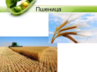 Пшеница
 