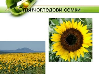 Слънчогледови семки
 