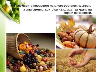 • През есента плодовете на много растения узряват.
• В тях има семена, които се използват за храна на
хора и на животни.
 