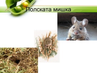 Полската мишка
 