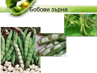 Бобови зърна
 