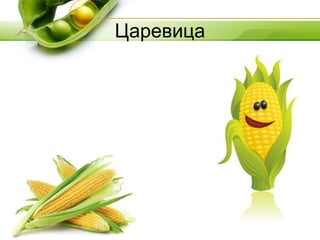 Царевица
 