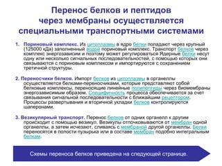 Перенос белков и пептидов
через мембраны осуществляется
специальными транспортными системами
1. Пориновый комплекс. Из цитоплазмы в ядро белки попадают через крупный
(125000 кДа) заполненный водой пориновый комплекс. Транспорт белков через
комплекс энергозависим и поэтому может регулироваться Ядерные белки несут
одну или несколько сигнальных последовательностей, с помощью которых они
связываются с пориновым комплексом и импортируются с сохранением
третичной структуры.
2. Переносчики белков. Импорт белков из цитоплазмы в органеллы
осуществляется белками-переносчиками, которые представляют собой
белковые комплексы, переносящие линейные полипептиды через биомембраны
энергозависимым образом. Специфичность процесса обеспечивается за счет
связывания сигнальной последовательности с ближайшим рецептором.
Процессы развертывания и вторичной укладки белков контролируются
шаперонами.
3. Везикулярный транспорт. Перенос белков от одних органелл к другим
происходит с помощью везикул. Везикулы отпочковываются от мембран одной
органеллы, а затем исчезают, сливаясь с мембраной другой органеллы. Белки
переносятся в полости пузырька или в составе мембран подобно интегральным
белкам.
Схемы переноса белков приведена на следующей странице.
 