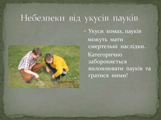  Укуси комах, пауків
можуть мати
смертельні наслідки.
Категорично
забороняється
виловлювати пауків та
гратися ними!
 