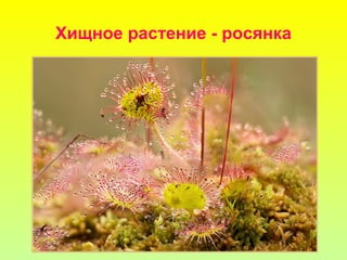 Хищное растение - росянка
 