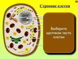 Клеточная мембрана
 находится под
клеточной стенкой.
Функции:
 ограничивает
содержимое клетки;
 защищает клетку;
 регулирует обмен
веществами с внешней
средой.
Цитоплазма
 это вязкая жидкость,
заполняющая клетку;
 соседние клетки связаны
друг с другом через
цитоплазму.
Функции:
 накапливание продуктов
жизнедеятельности
клетки;
 запасание питательных
веществ.
Ядро
 содержит хромосомы;
 покрыто оболочкой.
Функции:
 участвует в хранении и
передаче
наследственной
информации потомству;
 регулирует все
процессы в клетке.
Ядрышко
 это скопление ядерного
вещества в ядре.
Функции:
 участвует в образовании
рибосом.
Рибосомы
 имеют округлую форму
и маленькие размеры;
 расположены в
цитоплазме свободно
или прикреплены к
эндоплазматической
сети.
Функции:
 образование (синтез)
белков.
Эндоплазматическая
сеть (ЭПС)
состоит из канальцев,
образующих сеть;
имеет собственную
оболочку.
Функции:
образование
органический веществ
(белков, жиров и
углеводов);
транспорт веществ в
клетке.
Аппарат Гольджи
 состоит из канальцев,
полостей и пузырьков;
 покрыт собственной
оболочкой.
Функции:
 образование сложных
органических веществ;
 образование лизосом.
Лизосомы
 это небольшие
пузырьки;
 содержит ферменты;
 имеют собственную
оболочку.
Функции:
 расщепление
органических веществ
(белков, жиров,
углеводов).
Митохондрии
 имеют овальную
форму;
 покрыты двойной
оболочкой;
 внутренняя оболочка
образует складки.
Функции:
 образование и
накопление энергии
(«энергетические
станции» клетки).
Клеточный центр
 состоит из двух частей,
имеющих
цилиндрическую форму
Функции:
 участие в делении
клетки
Выберите
щелчком часть
клетки
Строение клетки
 