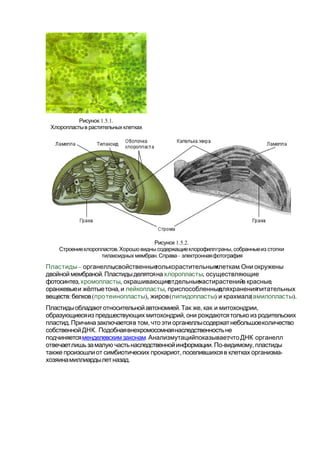 1.5.2.Рисунок
. ,Строениехлоропластов Хорошо виднысодержащиехлорофиллграны собранныеиз стопки
. –тилакоидных мембран Справа электроннаяфотография
Пластиды– , .органеллысвойственныетолькорастительнымклеткам Они окружены
.двойноймембраной Пластидыделятсяна хлоропласты, осуществляющие
,фотосинтез хромопласты, ,окрашивающиеотдельныечастирастенийв красные
,оранжевыеи жёлтыетона и лейкопласты, приспособленныедляхраненияпитательных
: (веществ белков протеинопласты), (жиров липидопласты) (и крахмалаамилопласты).
. , ,Пластидыобладаютотносительнойавтономией Так же как и митохондрии
,образующиесяиз предшествующих митохондрий они рождаютсятолько из родительских
. ,пластид Причиназаключаетсяв том что эти органеллысодержатнебольшоеколичество
.собственнойДНК Подобнаявнехромосомнаянаследственностьне
подчиняетсяменделевскимзаконам. ,АнализмутацийпоказываетчтоДНК органелл
. - ,отвечаетлишь замалую частьнаследственнойинформации По видимому пластиды
, -также произошлиот симбиотических прокариот поселившихсяв клетках организма
.хозяинамиллиардылетназад
1.5.1.Рисунок
Хлоропластыв растительныхклетках
 