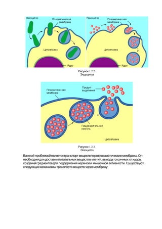 1.2.2.Рисунок
Эндоцитоз
1.2.3.Рисунок
Экзоцитоз
.Важной проблемойявляетсятранспортвеществчерезплазматическиемембраны Он
, ,необходимдлядоставки питательныхвеществв клетку выводатоксичных отходов
.созданияградиентовдляподдержаниянервнойи мышечнойактивности Существуют
:следующиемеханизмытранспортавеществчерезмембрану
 