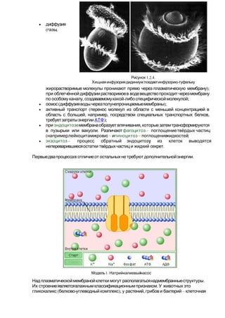 • диффузия
( ,газы
);жирорастворимые молекулы проникают прямо через плазматическую мембрану
при облегчённой диффузиирастворимоев водевеществопроходит черезмембрану
, - ;по особомуканалу создаваемомукакой либоспецифическоймолекулой
• ( );осмос диффузияводычерезполунепроницаемыемембраны
• (активный транспорт перенос молекул из области с меньшей концентрацией в
, , ,область с большей например посредством специальных транспортных белков
требуетзатратыэнергии АТФ);
• при эндоцитозе ,мембранаобразуетвпячивания которые затемтрансформируются
.в пузырьки или вакуоли Различаютфагоцитоз– поглощениетвёрдых частиц
( , ) –напримерлейкоцитамикрови ипиноцитоз – ;поглощениежидкостей
• экзоцитоз– , ;процесс обратный эндоцитозу из клеток выводятся
.непереварившиесяостатки твёрдыхчастиц и жидкий секрет
.Первыедвапроцессав отличиеот остальныхне требуют дополнительнойэнергии
Модель1. -Натрийкалиевыйнасос
.Надплазматическоймембранойклетки могут располагатьсянадмембранныеструктуры
.Их строениеявляетсявлажнымклассификационнымпризнаком У животных это
( - ), , –гликокаликс белково углеводныйкомплекс у растений грибови бактерий клеточная
1.2.4.Рисунок
-Хищнаяинфузориядидиниум поедаетинфузорию туфельку
 