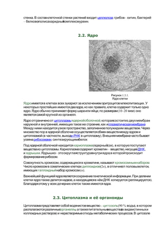 .стенка В составклеточнойстенки растенийвходит целлюлоза, – ,грибов хитин бактерий
– - .белковополисахаридныйкомплексмуреин
2.2. Ядро
Ядро .имеетсяв клетках всехэукариотзаисключениемэритроцитовмлекопитающих У
, ,некоторых простейших имеютсядваядра но как правило клетка содержит только одно
. ; (10–20ядро Ядрообычнопринимаетформушараили яйца по размерам )мкм оно
.являетсясамойкрупной из органелл
Ядроотграниченоот цитоплазмыядернойоболочкой, :котораясостоитиз двухмембран
, ,наружной и внутренней имеющих такоеже строение как иплазматическаямембрана.
, .Между ними находитсяузкоепространство заполненноеполужидким веществом Через
множествопор в ядернойоболочкеосуществляетсяобменвеществмежду ядроми
( ,цитоплазмой в частности выход -и РНК ).в цитоплазму Внешняямембраначастобывает
усеянарибосомами, .синтезирующимибелок
Под ядернойоболочкой находитсякариоплазма( ),ядерныйсок в которуюпоступают
. – ,веществаиз цитоплазмы Кариоплазмасодержит хроматин вещество несущееДНК,
и ядрышки. – ,Ядрышко этоокруглаяструктуравнутриядра в которойпроисходит
.формированиерибосом
, ,Совокупностьхромосом содержащихсяв хроматине называютхромосомнымнабором.
Числохромосомв соматических клетках диплоидное(2n), ,в отличиеот половыхклеток
имеющих гаплоидный (наборхромосом n).
.Важнейшейфункциейядраявляетсясохранениегенетической информации При делении
, ( ).клетки ядротакже делитсянадвое анаходящаясяв нёмДНК копируется реплицируется
.Благодаряэтому у всехдочерних клеток также имеютсяядра
2.3. Цитоплазма и её органоиды
–Цитоплазмапредставляетсобойводянистоевещество цитозоль(90 % ),воды в котором
располагаютсяразличныеорганеллы, (атакжепитательныевеществав видеистинныхи
) .коллоидных растворов и нерастворимыеотходыметаболических процессов В цитозоле
1.3.1.Рисунок
Ядроклетки
 