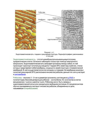 1.4.2.Рисунок
: .Эндоплазматическаясеть гладкаяи гранулярнаяструктуры Рядомфотографияс увеличениемв
10 000 раз
Эндоплазматическаясеть – ,этосетьмембранпронизывающихцитоплазму
.эукариотических клеток Еёможно наблюдатьтолько при помощиэлектронного
. ,микроскопа Эндоплазматическаясетьсвязываеторганеллымежду собой по ней
. ,происходиттранспортпитательныхвеществ ГладкаяЭПС имеетвидтрубочек стенки
,которых представляютсобоймембраны сходныепо своейструктурес плазматической
. .мембраной В ней осуществляетсясинтезлипидови углеводов На мембранахканалови
;полостейгранулярнойЭПС расположеномножестворибосом данный тип сетиучаствует
в синтезебелка.
Рибосомы– (15–20мелкие ) ,нм в диаметре органеллы состоящиеиз -р РНК и
. – .полипептидов Важнейшаяфункциярибосом синтезбелка Их количествов клетке
: .весьмавелико тысячии десятки тысяч Рибосомымогут бытьсвязаныс
.эндоплазматическойсетью или находитьсяв свободномсостоянии В процессесинтеза
, ,обычноодновременноучаствуют множестворибосом объединённых в цепи
называемыеполирибосомами.
 