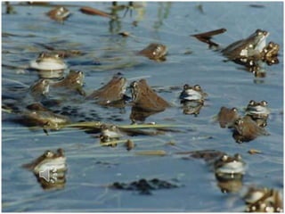 звуки природы