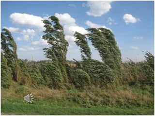 звуки природы