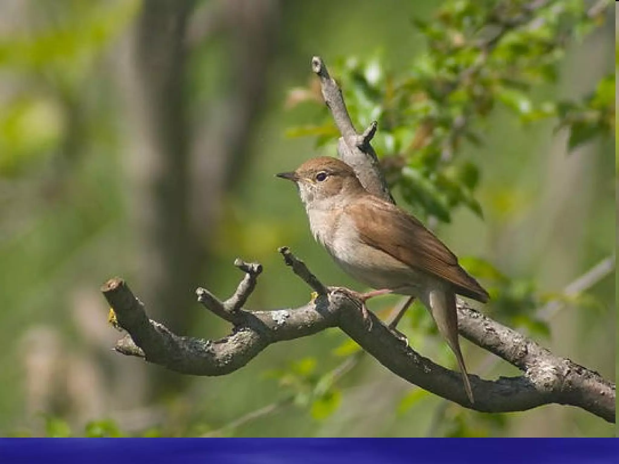 захід до дня збройних сил україни