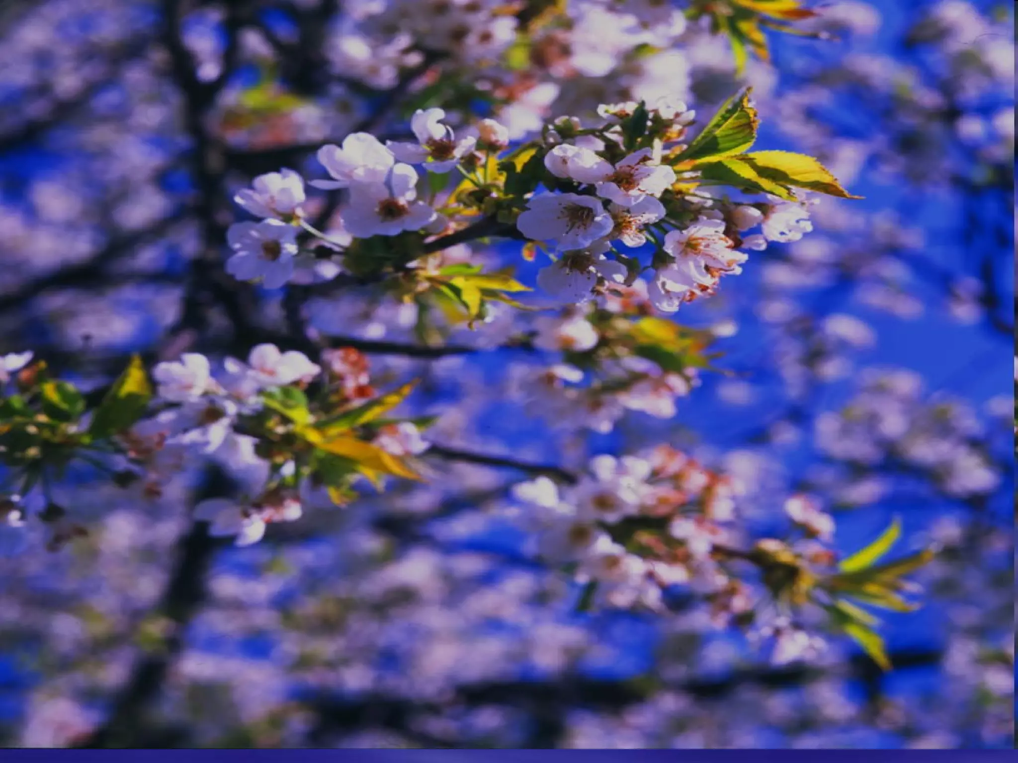 захід до дня збройних сил україни