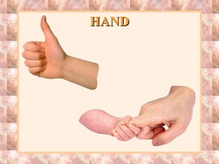 HANDHAND
 