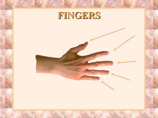 FINGERSFINGERS
 