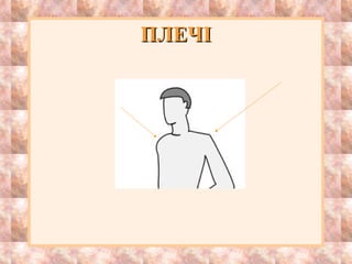 ПЛЕЧІПЛЕЧІ
 