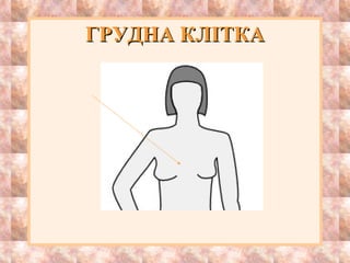 ГРУДНА КЛІТКАГРУДНА КЛІТКА
 