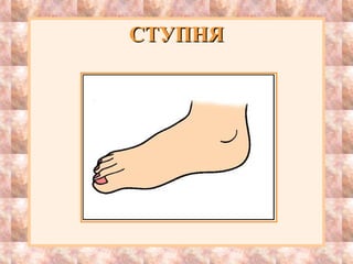 СТУПНЯСТУПНЯ
 