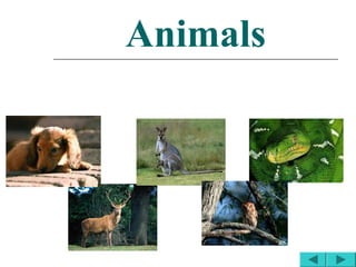 Animals
 