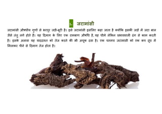 1॰ जिामाांसी
जिामाांस़ी औषध़ीय गुणों से भरपूर जड़ी-बूिी है। इसे जिामाांस़ी इसमलए कहा जाता है क्योंकक इसकी जडों में जिा बाल
जैसे तांतु लगे होते हैं। यह टिमाग के मलए एक रामबाण औषधध है, यह ध़ीमे लेककन प्रभािशाली ढांग से काम करत़ी
है। इसके अलािा यह याििाश्त को तेज करने की भ़ी अचूक ििा है। एक चम्मच जिामास़ी को एक कप िूध में
ममलाकर प़ीने से टिमाग तेज होता है।
 