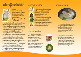 มา๶ลี้ยงกระต่ายกัȨถอะ