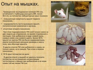 Опыт на мышках.
Проведенное исследование влияния ГМ-сои,
устойчивой к гербициду раундапу (RR, линия
40.3.2), на потомство лабораторных крыс показала
• - повышенную смертность крысят первого
поколения,
• - недоразвитость части выживших крысят,
патологические изменения в органах,
• отсутствие второго поколения.
При этом подкармливали ГМ-соей только самок за
две недели до спаривания, во время спаривания и
лактации. Сою добавляли в виде соевой муки,
соевых семян или соевого шрота. Более 30 %
крысят из группы ГМ-соя были недоразвитыми,
имели значительно меньшие размеры и массу
тела, чем обычные крысята.
В других опытах ГМ-сою добавляли к корму не
только самок, но и самцов. При этом в первом
поколении:
 70 % крыс потомство не дали.
В другом опыте у мышей не удалось получить
потомство из-за снижение концентрации
тестостерона у самцов при добавлении в их корм
семян той же линии ГМ-сои.
 