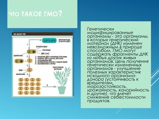 ЧТО ТАКОЕ ГМО?
 Генетически
модифицированные
организмы - это организмы,
в которых генетический
материал (ДНК) изменен
невозможным в природе
способом. ГМО могут
содержать фрагменты ДНК
из любых других живых
организмов. Цель получения
генетически измененных
организмов - улучшение
полезных характеристик
исходного организма-
донора (устойчивость к
вредителям,
морозостойкость,
урожайность, калорийность
и другие), что влечет
снижение себестоимости
продуктов.
 