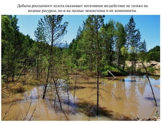 Добыча россыпного золота оказывает негативное воздействие не только на
водные ресурсы, но и на лесные экосистемы и их компоненты.
 