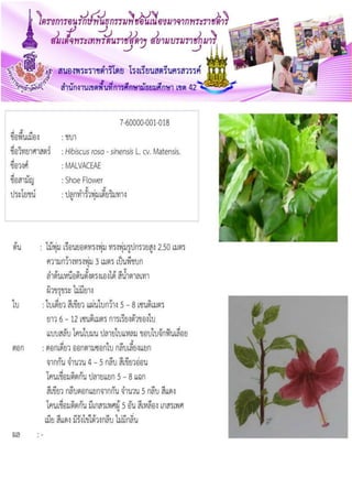มด