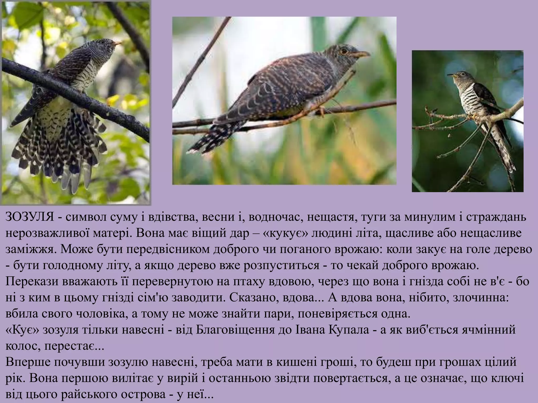 ЗОЗУЛЯ - символ суму і вдівства, весни і, водночас, нещастя, туги за минулим і страждань
нерозважливої матері. Вона має віщий дар – «кукує» людині літа, щасливе або нещасливе
заміжжя. Може бути передвісником доброго чи поганого врожаю: коли закує на голе дерево
- бути голодному літу, а якщо дерево вже розпуститься - то чекай доброго врожаю.
Перекази вважають її перевернутою на птаху вдовою, через що вона і гнізда собі не в'є - бо
ні з ким в цьому гнізді сім'ю заводити. Сказано, вдова... А вдова вона, нібито, злочинна:
вбила свого чоловіка, а тому не може знайти пари, поневіряється одна.
«Кує» зозуля тільки навесні - від Благовіщення до Івана Купала - а як виб'ється ячмінний
колос, перестає...
Вперше почувши зозулю навесні, треба мати в кишені гроші, то будеш при грошах цілий
рік. Вона першою вилітає у вирій і останньою звідти повертається, а це означає, що ключі
від цього райського острова - у неї...
 