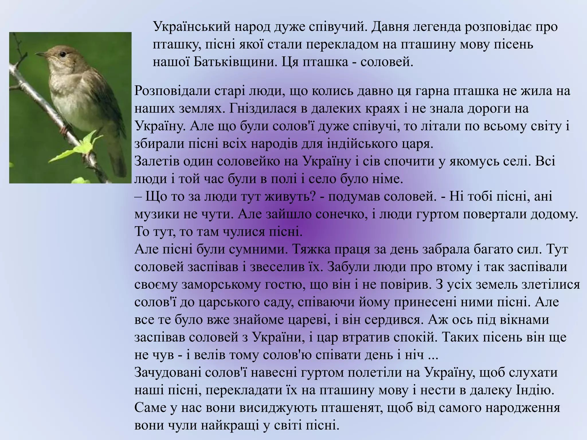 Розповідали старі люди, що колись давно ця гарна пташка не жила на
наших землях. Гніздилася в далеких краях і не знала дороги на
Україну. Але що були солов'ї дуже співучі, то літали по всьому світу і
збирали пісні всіх народів для індійського царя.
Залетів один соловейко на Україну і сів спочити у якомусь селі. Всі
люди і той час були в полі і село було німе.
– Що то за люди тут живуть? - подумав соловей. - Ні тобі пісні, ані
музики не чути. Але зайшло сонечко, і люди гуртом повертали додому.
То тут, то там чулися пісні.
Але пісні були сумними. Тяжка праця за день забрала багато сил. Тут
соловей заспівав і звеселив їх. Забули люди про втому і так заспівали
своєму заморському гостю, що він і не повірив. З усіх земель злетілися
солов'ї до царського саду, співаючи йому принесені ними пісні. Але
все те було вже знайоме цареві, і він сердився. Аж ось під вікнами
заспівав соловей з України, і цар втратив спокій. Таких пісень він ще
не чув - і велів тому солов'ю співати день і ніч ...
Зачудовані солов'ї навесні гуртом полетіли на Україну, щоб слухати
наші пісні, перекладати їх на пташину мову і нести в далеку Індію.
Саме у нас вони висиджують пташенят, щоб від самого народження
вони чули найкращі у світі пісні.
Український народ дуже співучий. Давня легенда розповідає про
пташку, пісні якої стали перекладом на пташину мову пісень
нашої Батьківщини. Ця пташка - соловей.
 