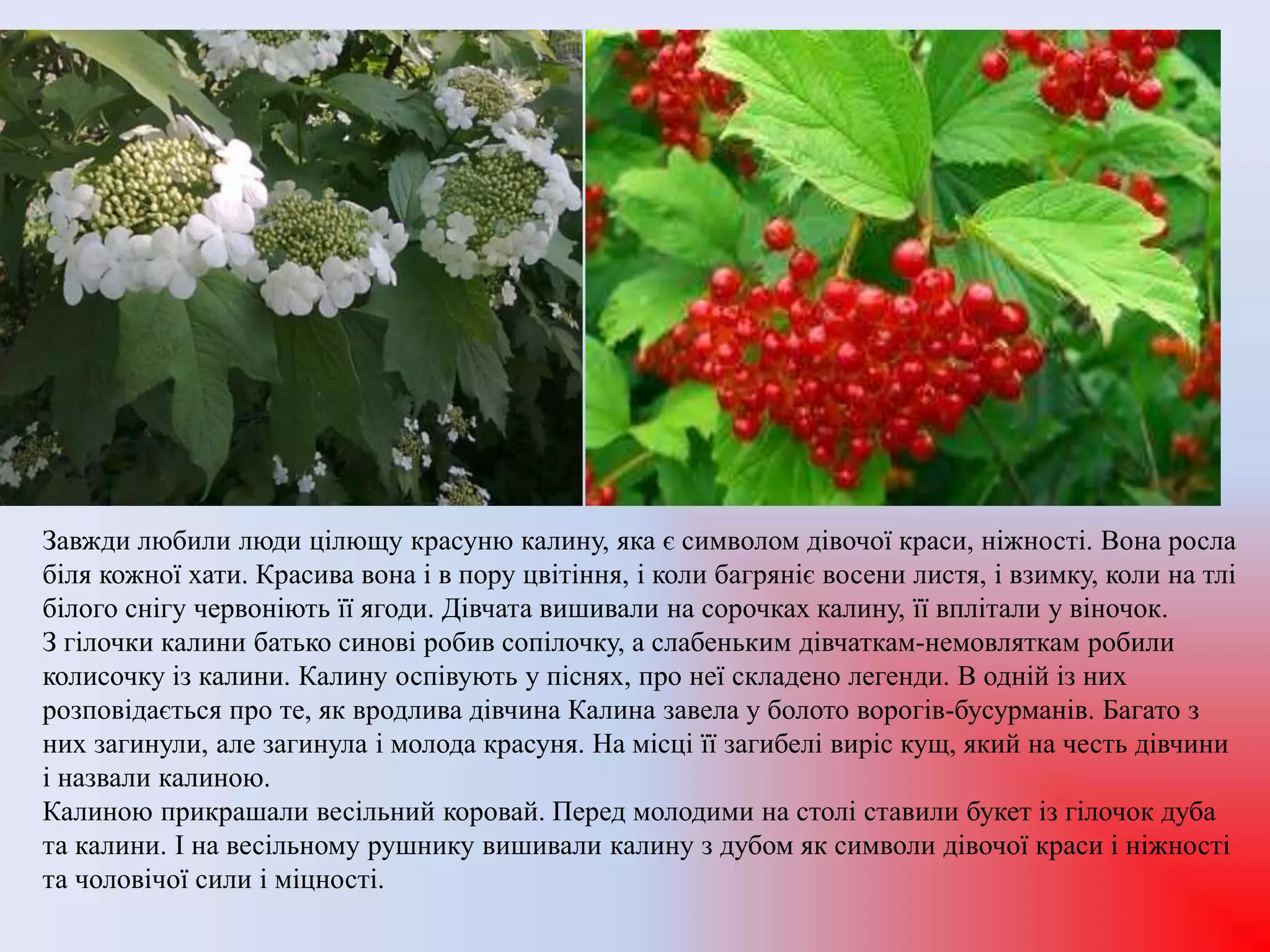 Завжди любили люди цілющу красуню калину, яка є символом дівочої краси, ніжності. Вона росла
біля кожної хати. Красива вона і в пору цвітіння, і коли багряніє восени листя, і взимку, коли на тлі
білого снігу червоніють її ягоди. Дівчата вишивали на сорочках калину, її вплітали у віночок.
З гілочки калини батько синові робив сопілочку, а слабеньким дівчаткам-немовляткам робили
колисочку із калини. Калину оспівують у піснях, про неї складено легенди. В одній із них
розповідається про те, як вродлива дівчина Калина завела у болото ворогів-бусурманів. Багато з
них загинули, але загинула і молода красуня. На місці її загибелі виріс кущ, який на честь дівчини
і назвали калиною.
Калиною прикрашали весільний коровай. Перед молодими на столі ставили букет із гілочок дуба
та калини. І на весільному рушнику вишивали калину з дубом як символи дівочої краси і ніжності
та чоловічої сили і міцності.
 